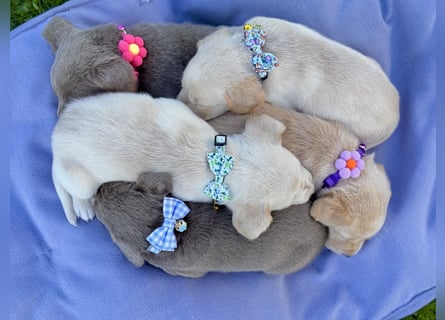 Labrador Welpen  Hündin Silber  Mädchen Silber