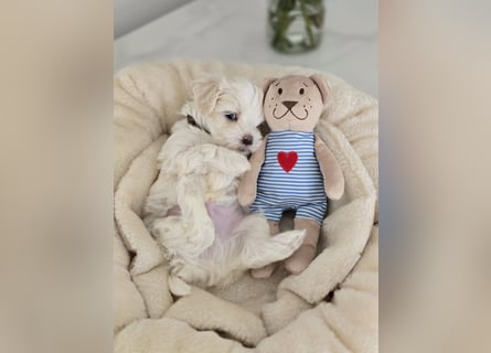 Zauberhafte koreanische Malteserwelpen