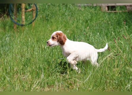 Arwen – Irish Red and White Setter Hündin sucht ihr Herzenszuhause