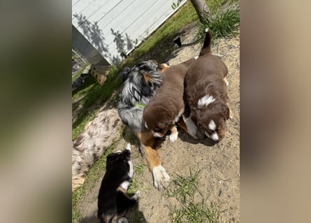 Mini Australien Shepherd Welpen suchen Traumzuhause