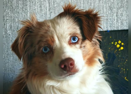 Mini Aussie Deckrüde, 36 cm, red merle, blaue Augen, Toy Australian Shepherd