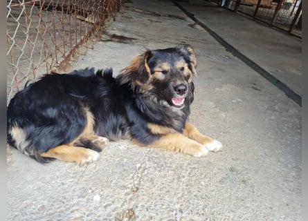 Buddy, 1 Jahr, kleiner Abenteurer sucht großes Herz