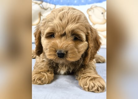 Schöne Cockapoo-Welpen
