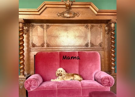 Cockerpoo / Cockapoo Welpen