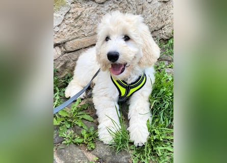Abgabebereite Goldendoodle & Labradoodle Labrador+Golden+Retriever+Pudel Welpen