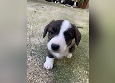 Welsh Corgi Cardigan puppies