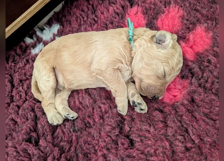 Goldendoodle medium mit Papieren und Ahnentafel
