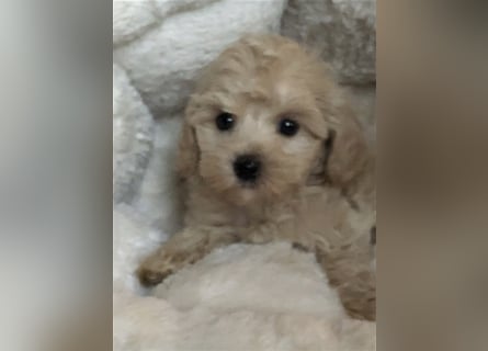 Sehr schöne Maltipoo welpen in abricot und crème farben