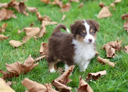 Traumhafte Mini Australian Shepherd Welpen suchen ab sofort ein liebevolles Zuhause