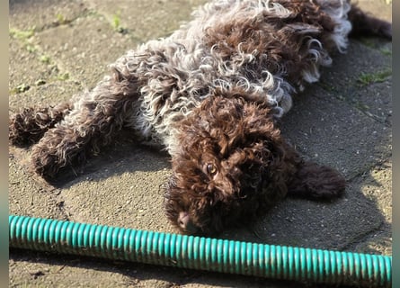 Lagotto Romagnolo Welpen, 4 Hündinnen suchen ein Zuhause