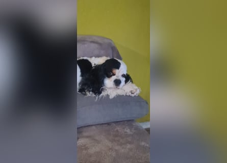 Luna, unsere Cockerhündin, 4 1/2 Jahre alt, sucht liebevolle Familie