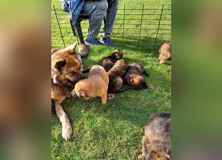 8 gesunde putzmuntere Harzer Fuchs Welpen abzugeben