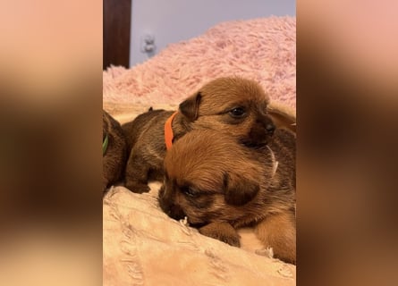 Norfolk Terrier Welpen aus der Zucht VILMHOF FCI