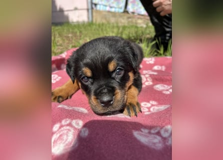 Reinrassige Rottweiler Welpen , Sportliche leistung Zucht