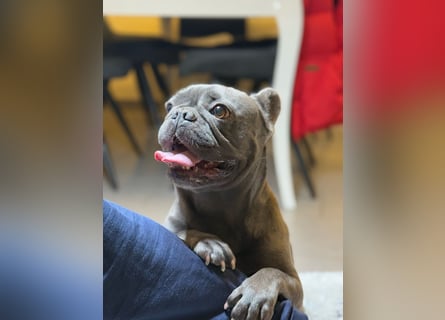 Französische Bulldogge Welpen