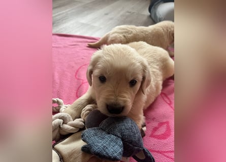 Golden Retriever Welpen abzugeben