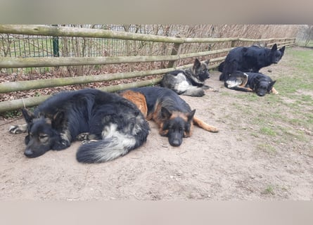 Langstockhaar Schäferhund  Rüde