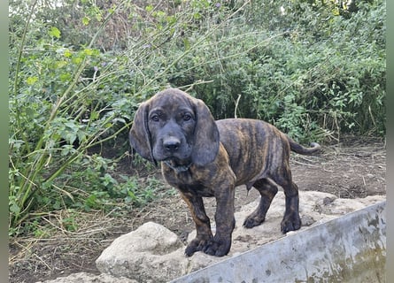 Hannoversche Schweißhunde