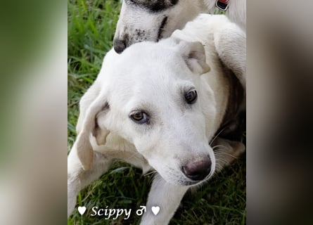 Marla, Scippy und Kea auf der Suche nach ihrer Familie