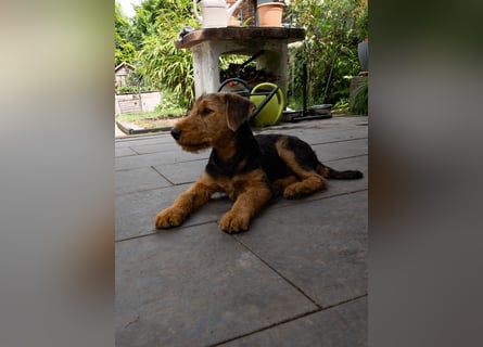 Airedale Terrier Welpe