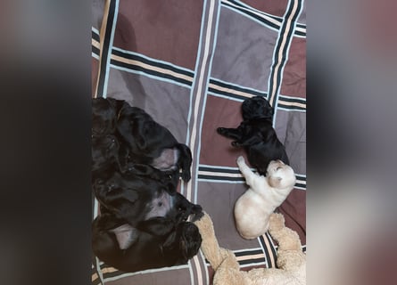 Labradorpuppies mit Papieren suchen ab Mitte Juli ein neues Zuhause