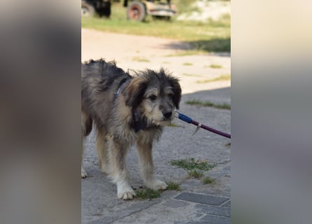 Verschiedene tolle Fellnasen  suchen ein  Zuhause