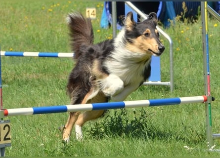 Lang- und Kurzhaar- Collie- Welpen