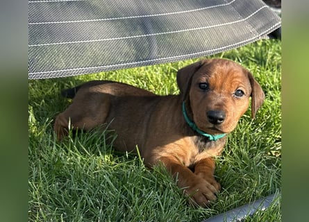 Deutscher Pinscher Welpen aus dem Haus ,,Cava Land" FCI Zucht
