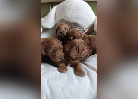 Wunderschöne Cockapoo-Welpen