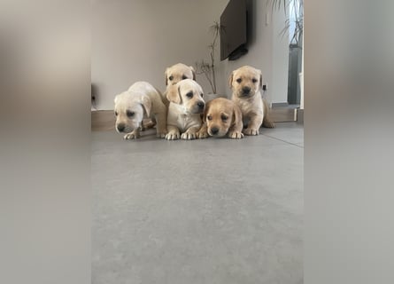 Labrador Welpen