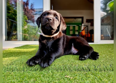 Edle Labrador Welpen mit Ahnentafel, Nachkommen von Champions
