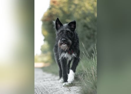 Süsse Phoebe sucht ihr Für-Immer-Zuhause!