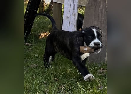 Cane Corso - Dogo Argentino Mischlingswelpe Hündin