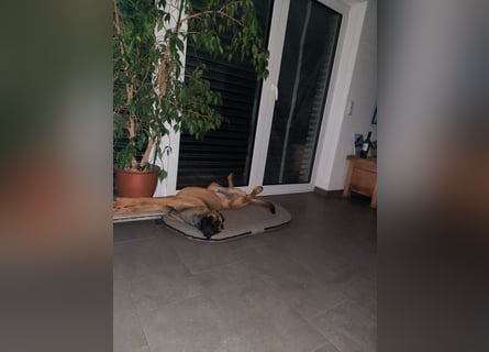 Schäferhund-Rodesien Ridgeback Michling  8 Monate