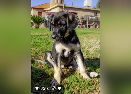 In der Nähe von Köln Traumhund Ben sucht ein Zuhause
