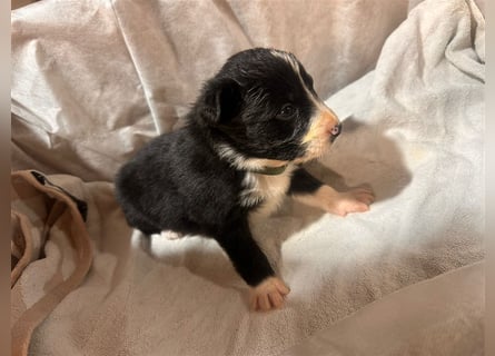 Border Collie Welpen