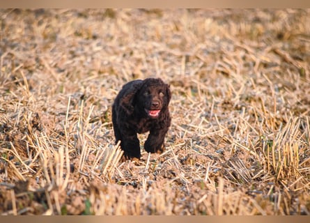 Irish Water Spaniel Welpen / Nichthaarend / FCI - VDH Zucht