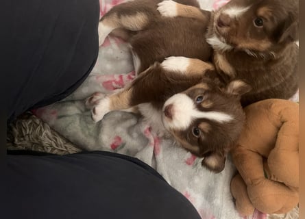 Mini Australien Shepherd Welpen suchen Traumzuhause
