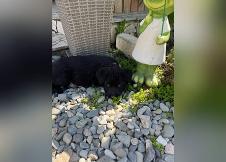 Eléa – Kleine Entdeckerin mit großem Herz sucht Zuhause
