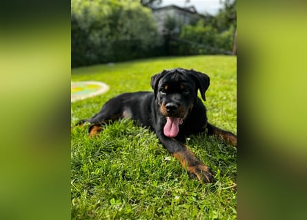 Rottweiler Welpe