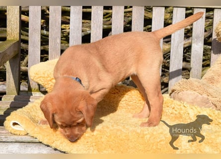 Acht reinrassige Labrador Welpen auf dem Weg in ihr neues Leben...