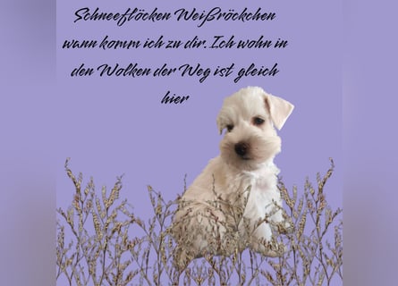 American Schnauzer