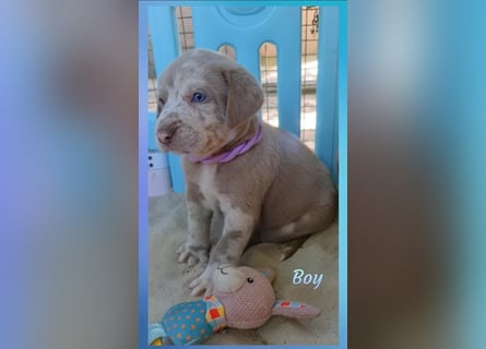 Labrador Aussiedor Welpen  in silber und silber merle aus liebevoller Zucht