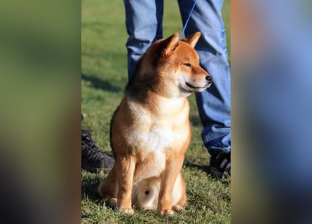 Shiba inu Welpen mit Papieren, an Erbkrankheiten getestet, Transport möglich!