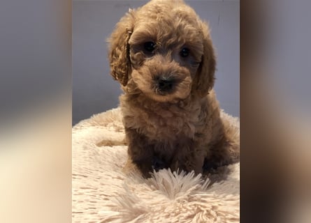 Sehr schöne Maltipoo welpen in abricot und crème farben