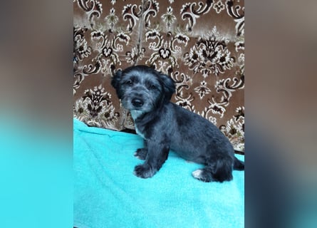 Chihuahua Welpen verkaufen