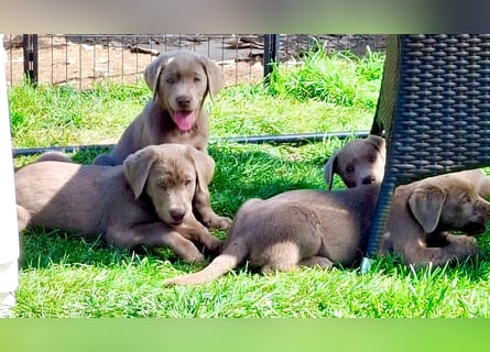 Typvolle Labrador Welpen in silver