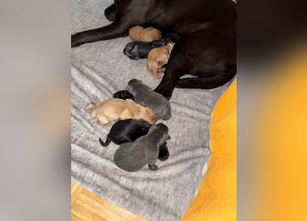 Labradorwelpen