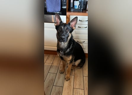 Lieber Schäferhund Rüde
