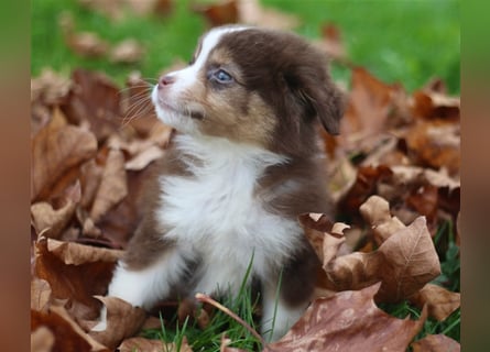 Traumhafte Mini Australian Shepherd Welpen suchen ab sofort ein liebevolles Zuhause